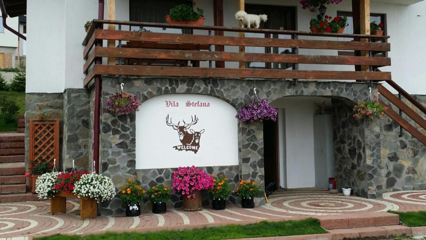 Vila Stefana Păltiniş Exteriör bild